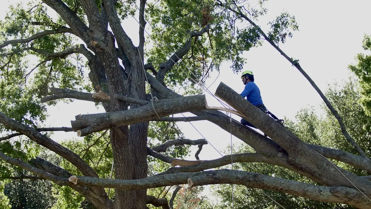 Professional Hazardous Tree Removal performed by certified arborists in Idamay