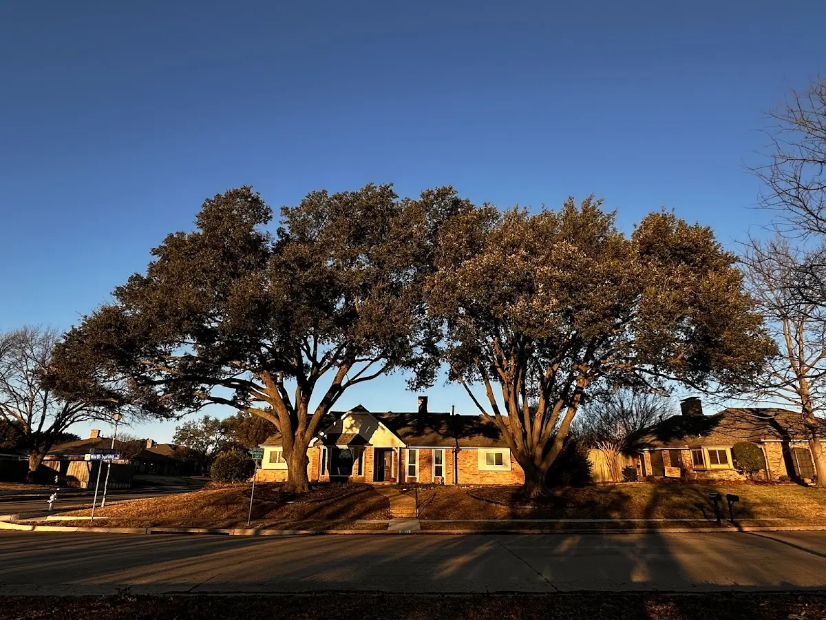Established residential canopy tree shading a home in Idamay